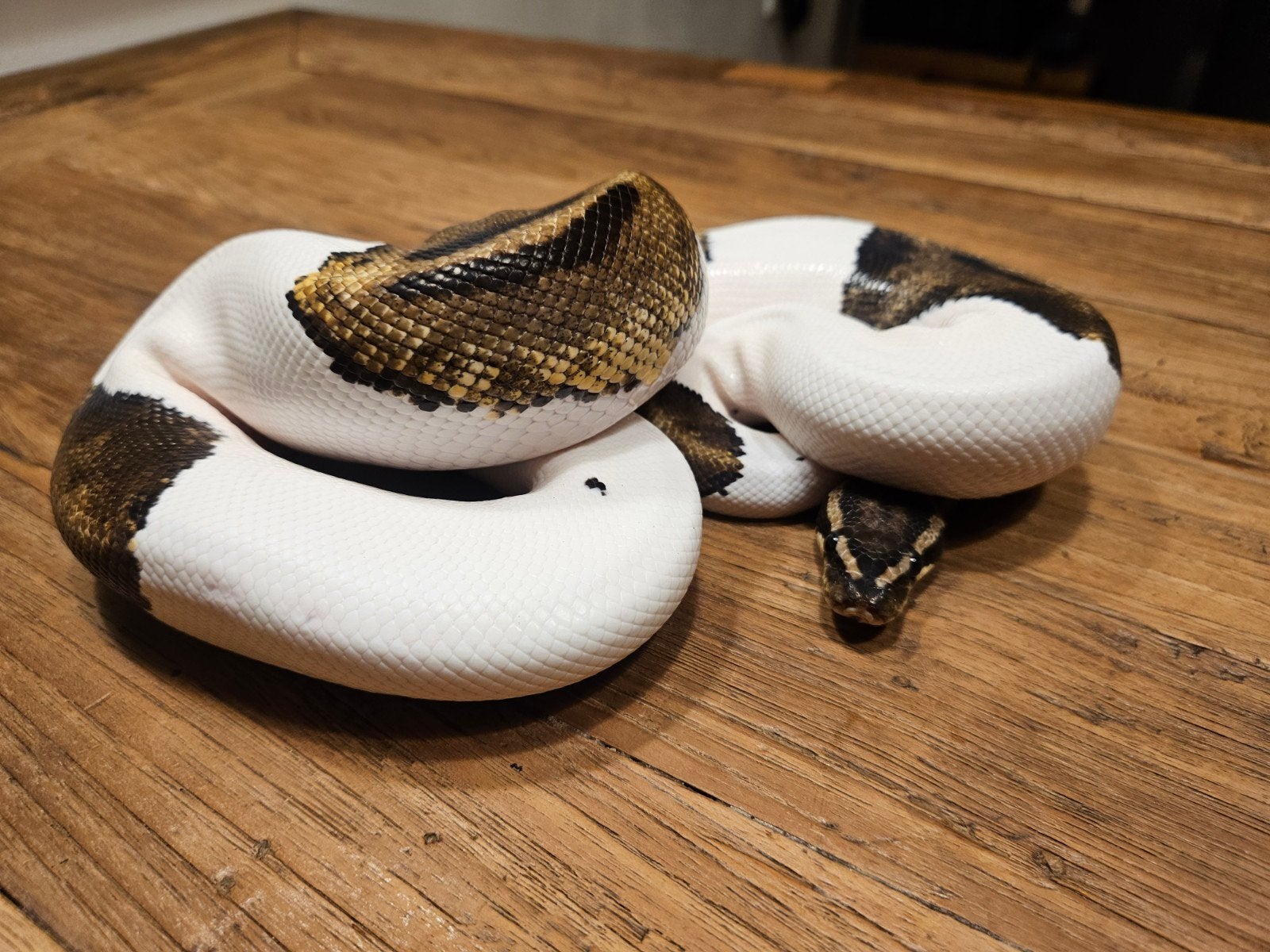 Koningspython Piebald man en vrouw Ball Python photo 4