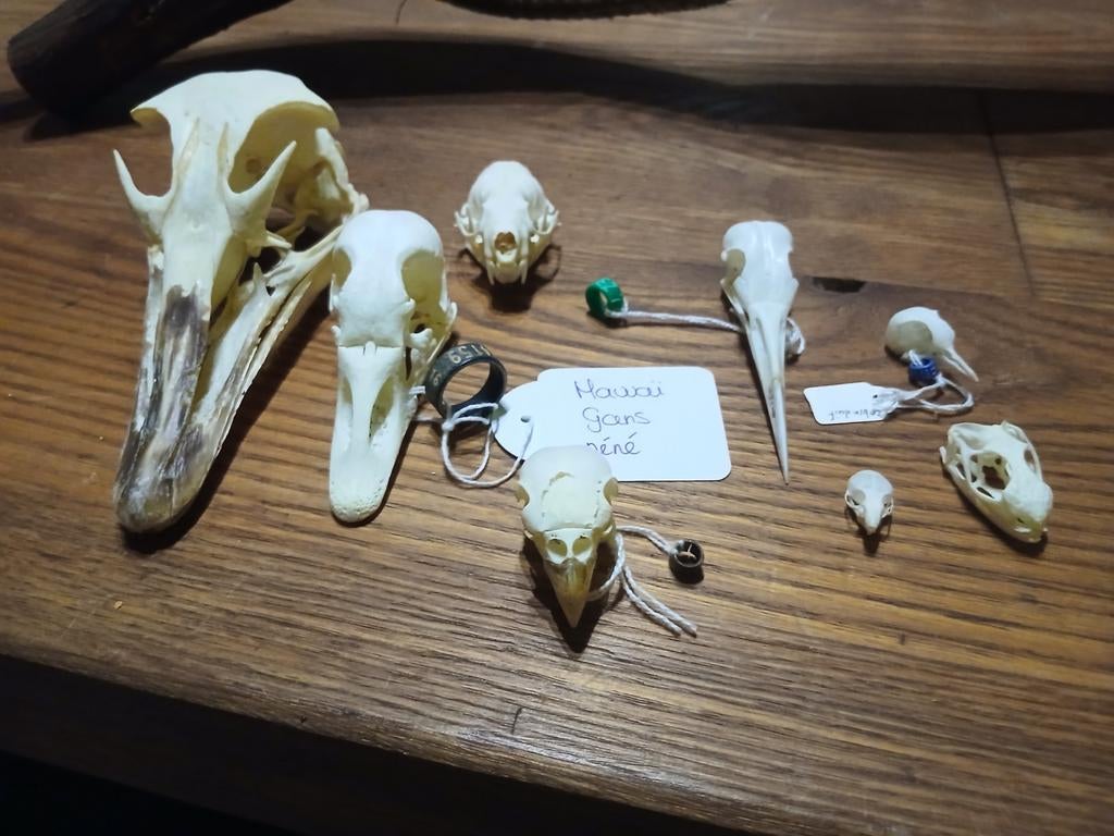 Lot van diverse schedels - unieke verzameling, Verzamelen, Dierenverzamelingen, Ophalen of Verzenden, Gebruikt, Vogel, Schedel