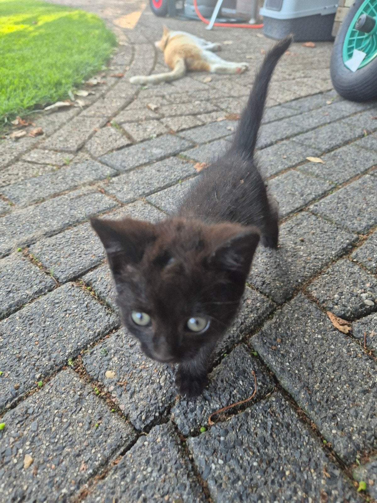 4 boerderij kittens, Dieren en Toebehoren, Katten en Kittens | Overige Katten, Meerdere dieren