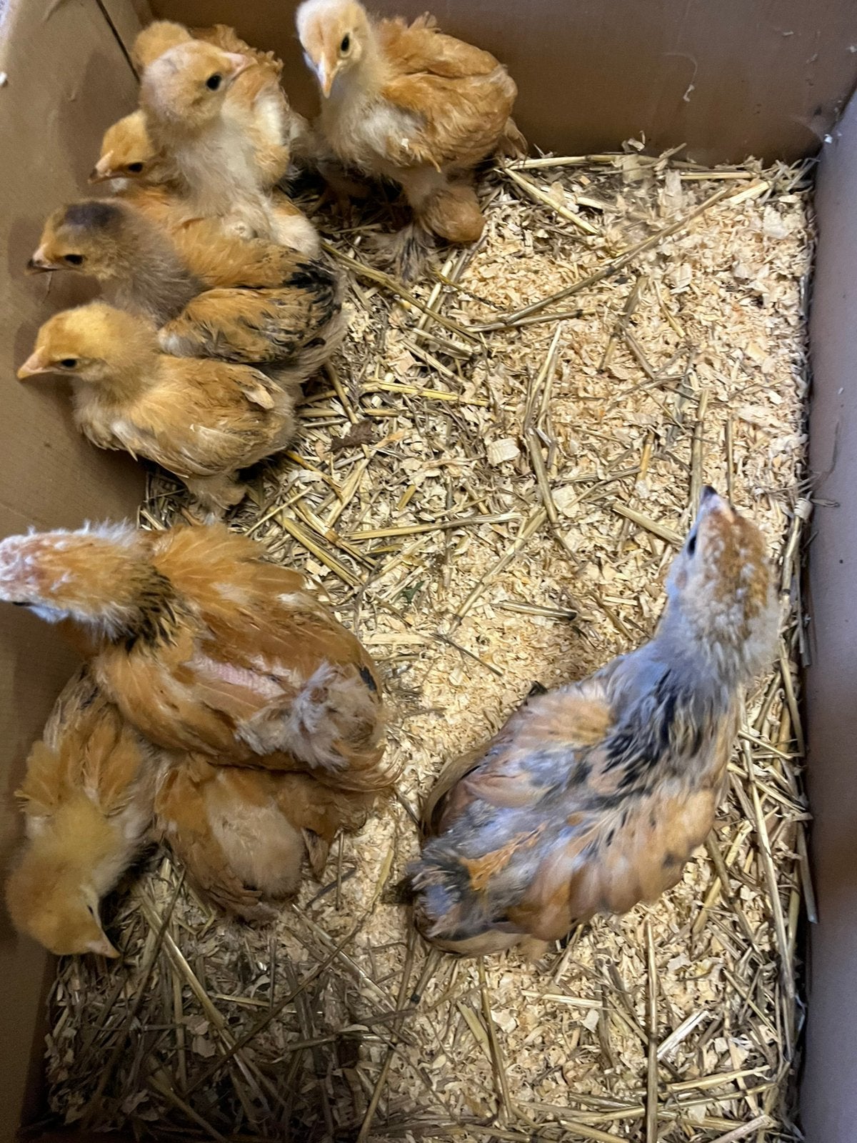 10 superleuke brahma kuikens buff columbia, Dieren en Toebehoren, Pluimvee, Geslacht onbekend, Kip