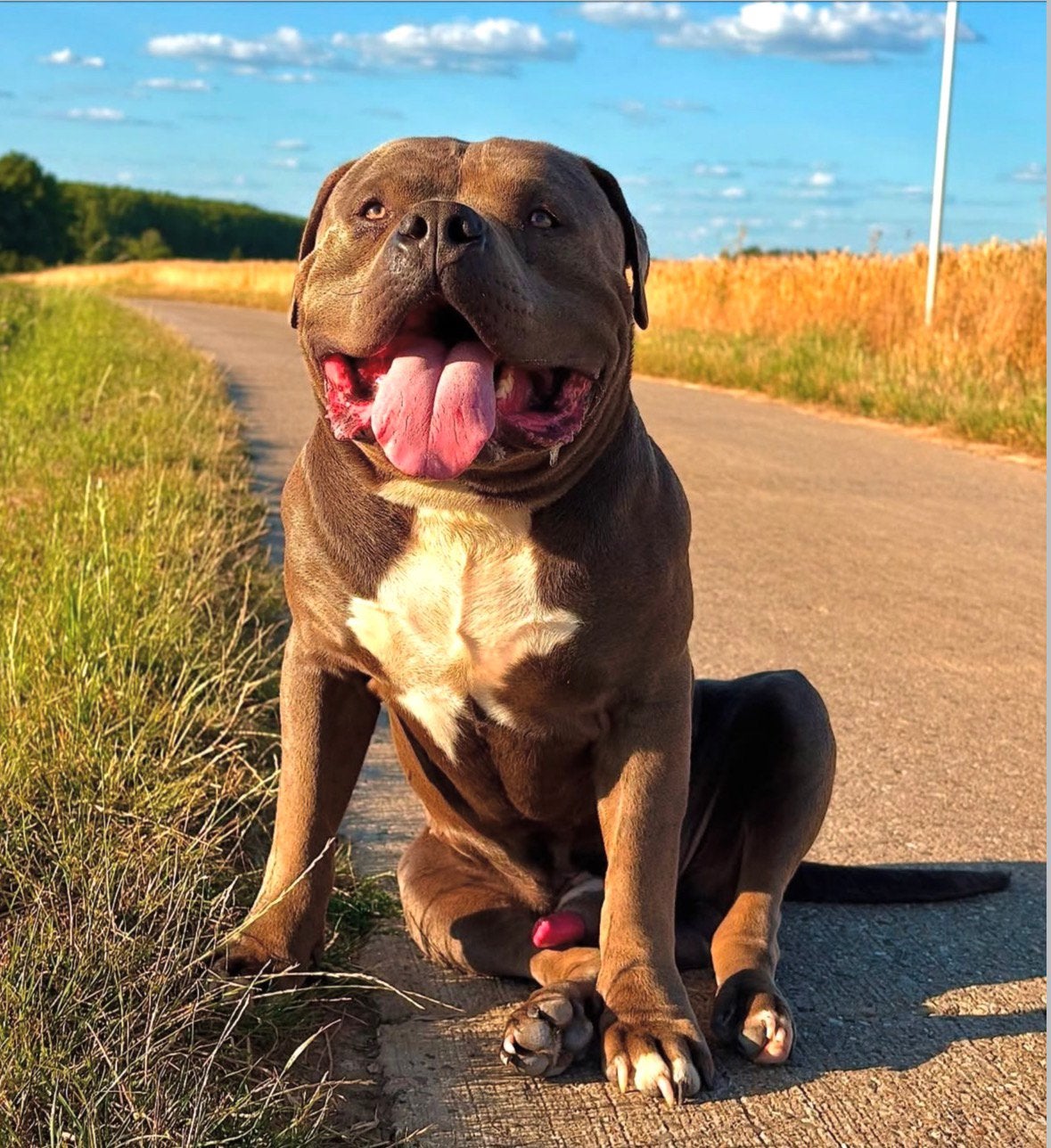 Dekreu American Bully XL-XXL, Reu, Eén hond, CDV (hondenziekte), 3 tot 5 jaar