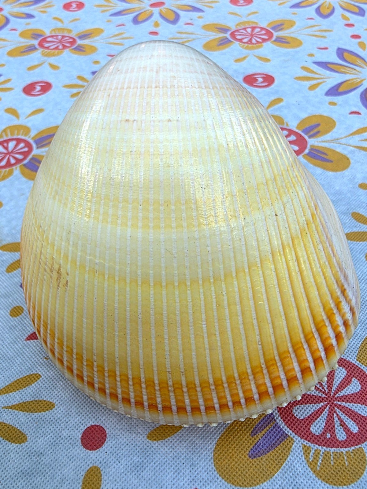 prachtige reuze hartschelp uit de jaren 70/80, Ophalen of Verzenden