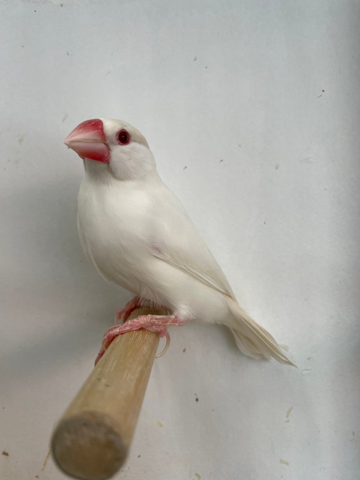 Te koop rijstvogels, Dieren en Toebehoren, Vrouwelijk, Tropenvogel, Geringd