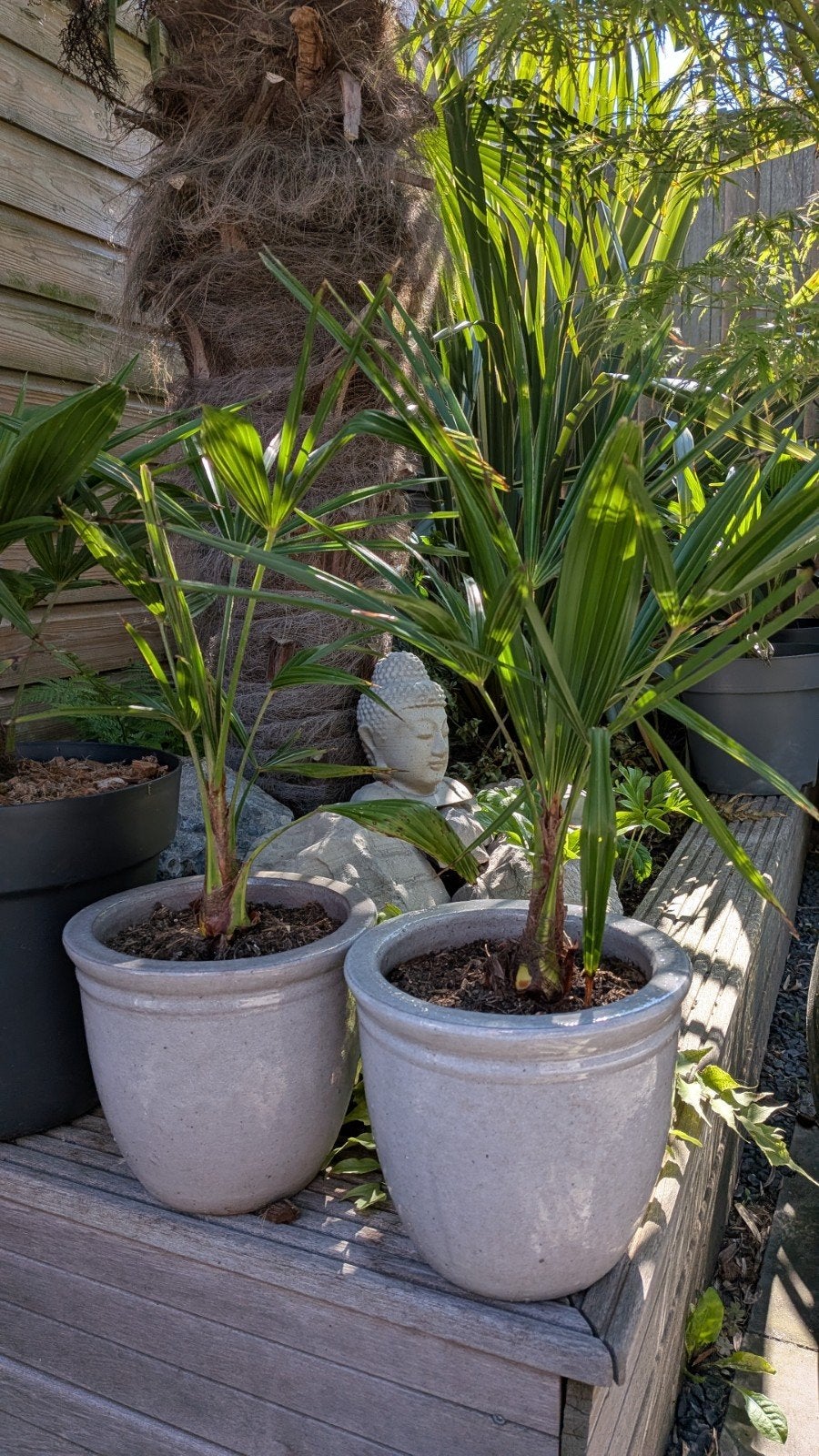Winterharde Trachycarpus Fortunei palmen in diverse potten, Tuin en Terras, Ophalen, Overige soorten, Volle zon