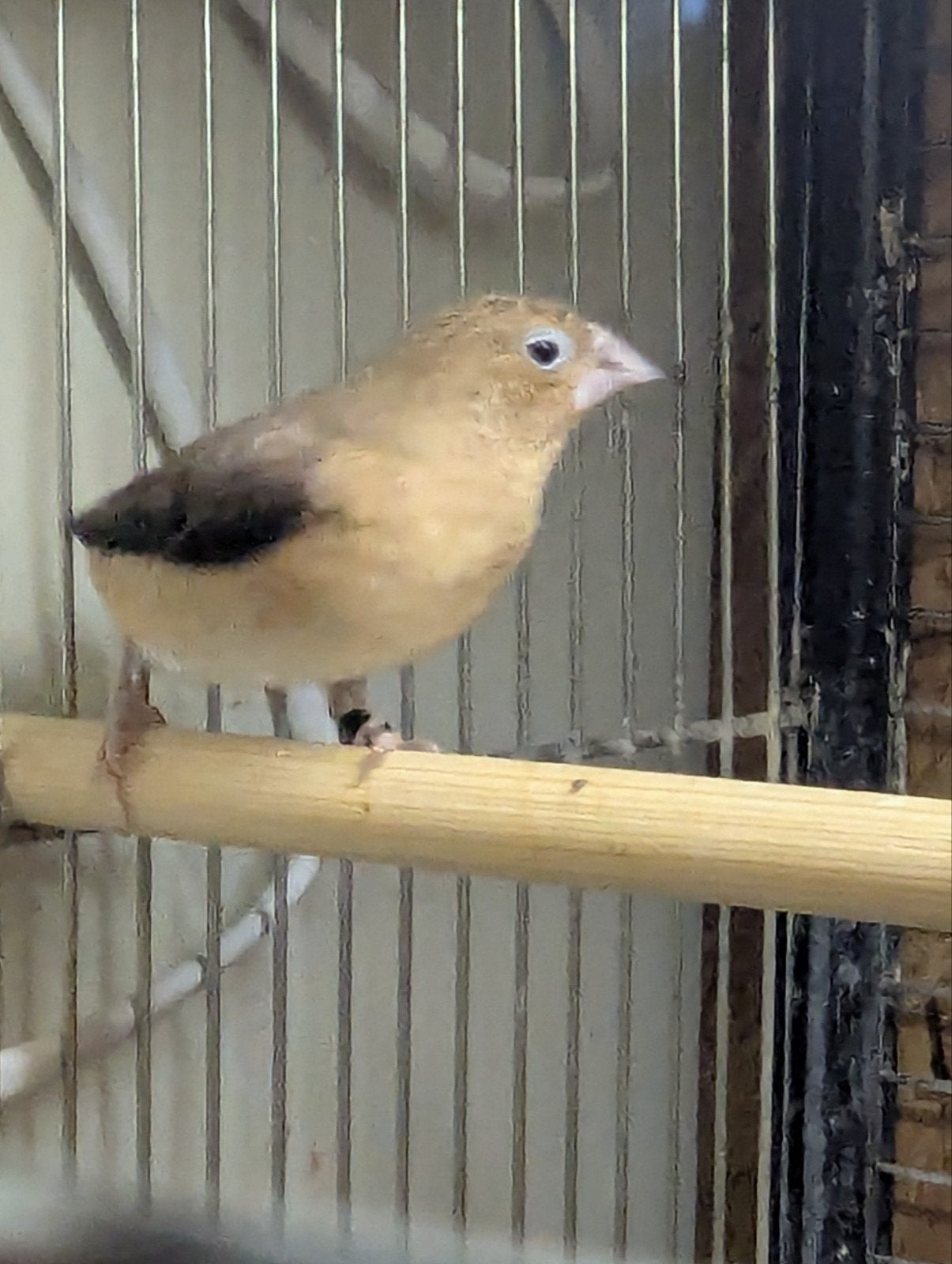 Zilverbekje, Dieren en Toebehoren, Vogels | Overige Vogels, Meerdere dieren