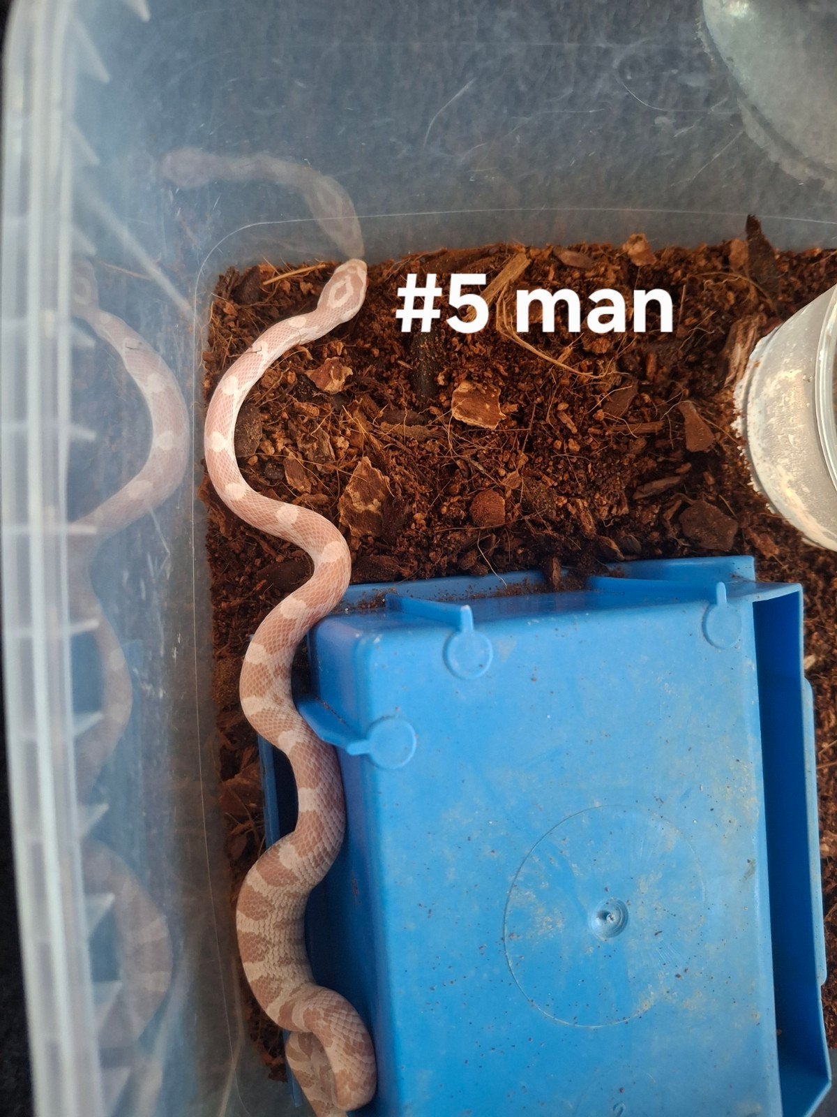 rattenslang nakweek 2026 Pantherophis guttatus Corn Snake photo 3