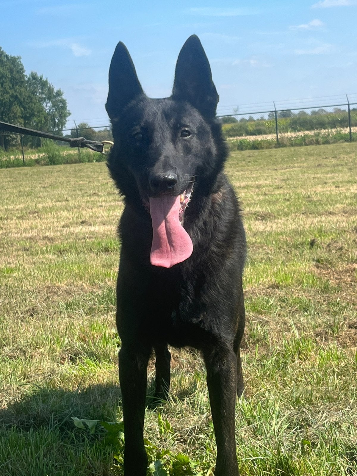 Mooie donkere holladse herder ter overname, Parvo, Reu, 1 tot 2 jaar, Eén hond
