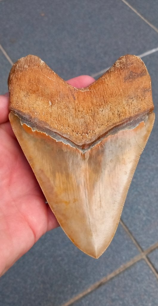 Gigantische Megalodon 14 cm uit Indonesie fossielen haai, Ophalen of Verzenden, Fossiel