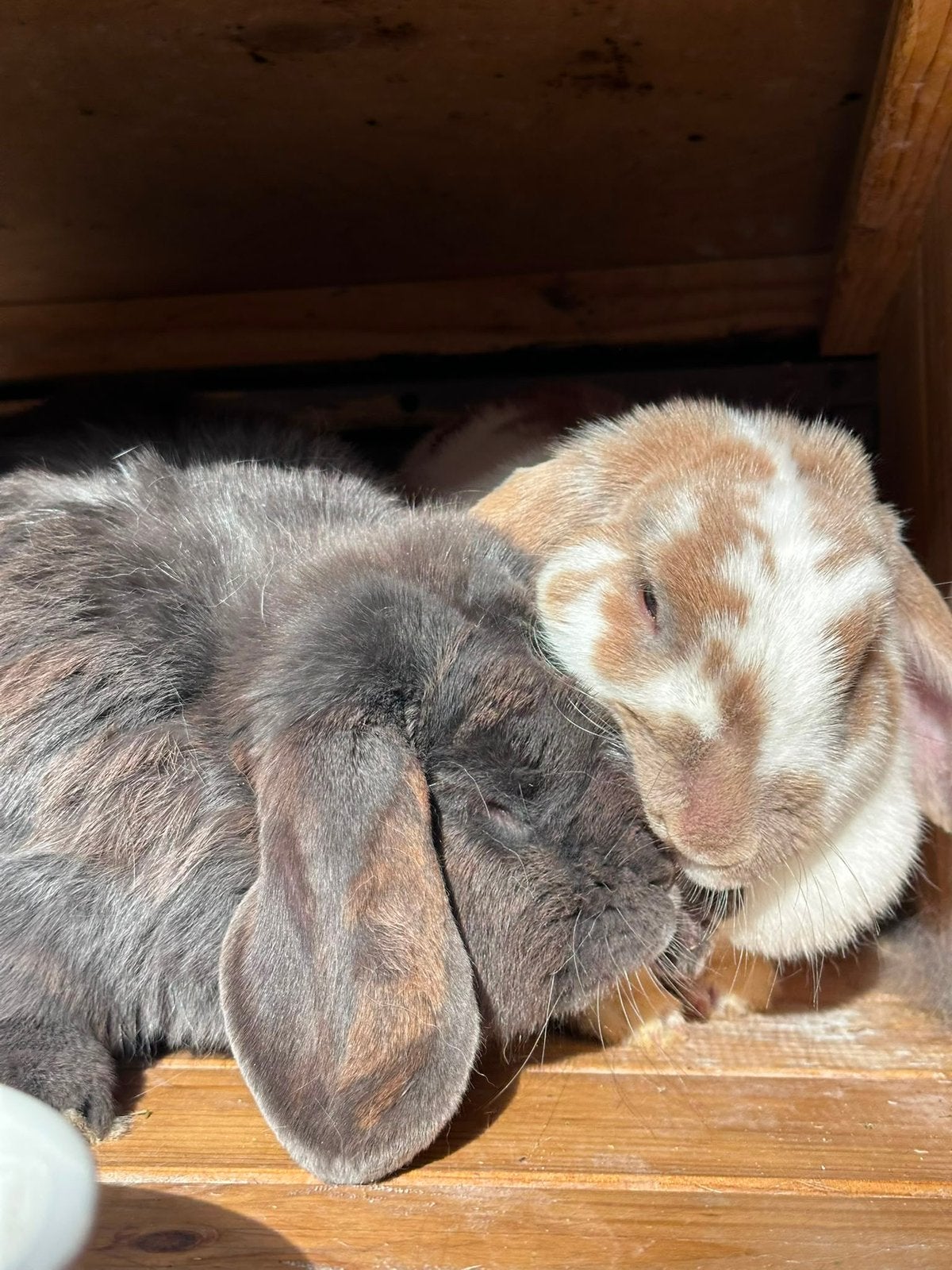 Konijnenkoppeltje (hangoor), Dieren en Toebehoren, Konijnen, Meerdere dieren, Middelgroot, Hangoor, 3 tot 5 jaar