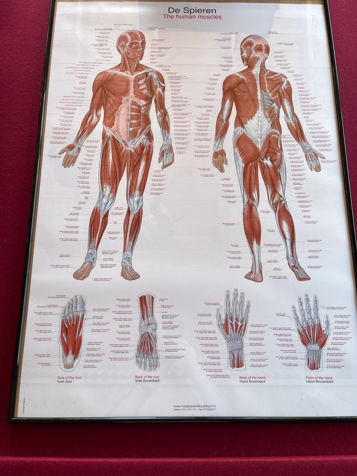 Anatomie poster 'De Spieren' met zwarte lijst, Ophalen, Rechthoekig Staand, Met lijst, Zo goed als nieuw