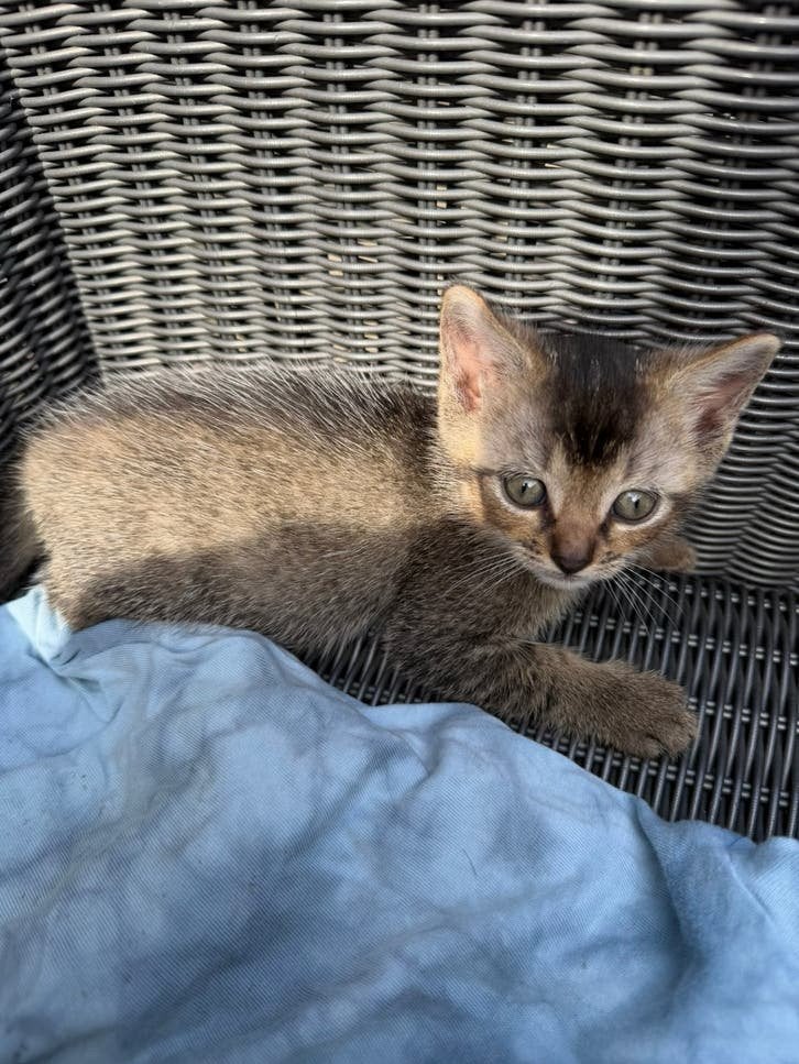 Kittens, Dieren en Toebehoren