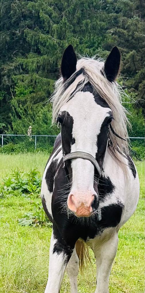 Leuke 2 jarige Barock Pinto Mix, Dieren en Toebehoren, Hengst, Minder dan 160 cm, Recreatiepaard, 0 tot 2 jaar