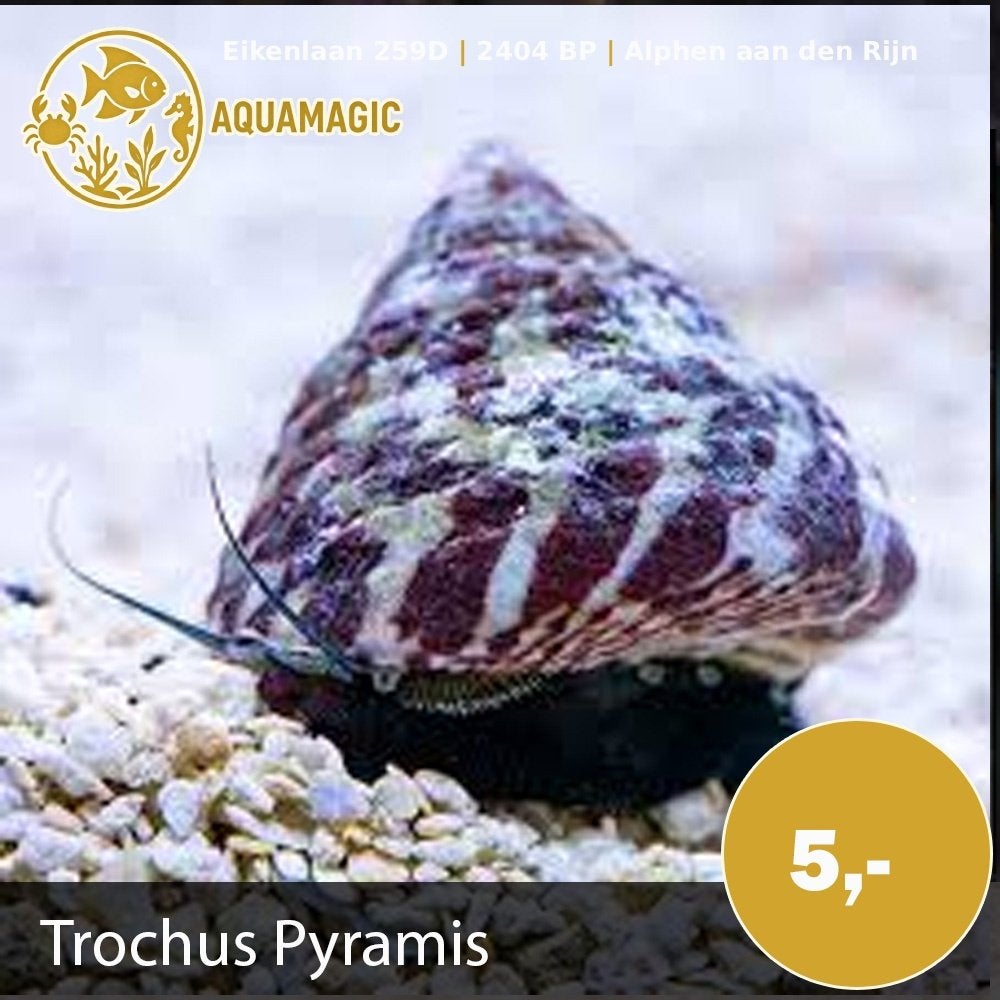 trochus pyramis, Dieren en Toebehoren, Vissen | Aquariumvissen, Slak of Weekdier, Zoutwatervis