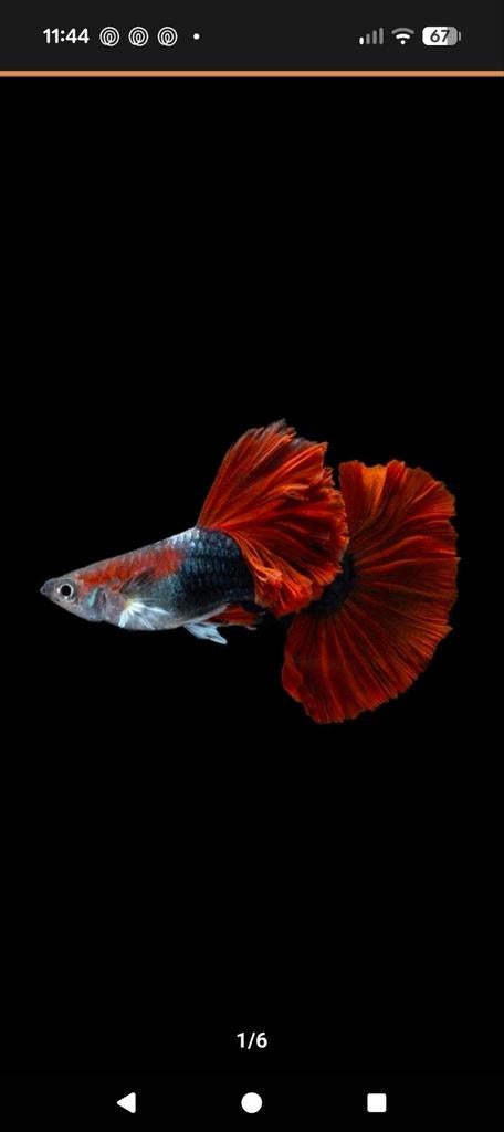 Half black red rose guppies, Dieren en Toebehoren, Vissen | Aquariumvissen, Vis