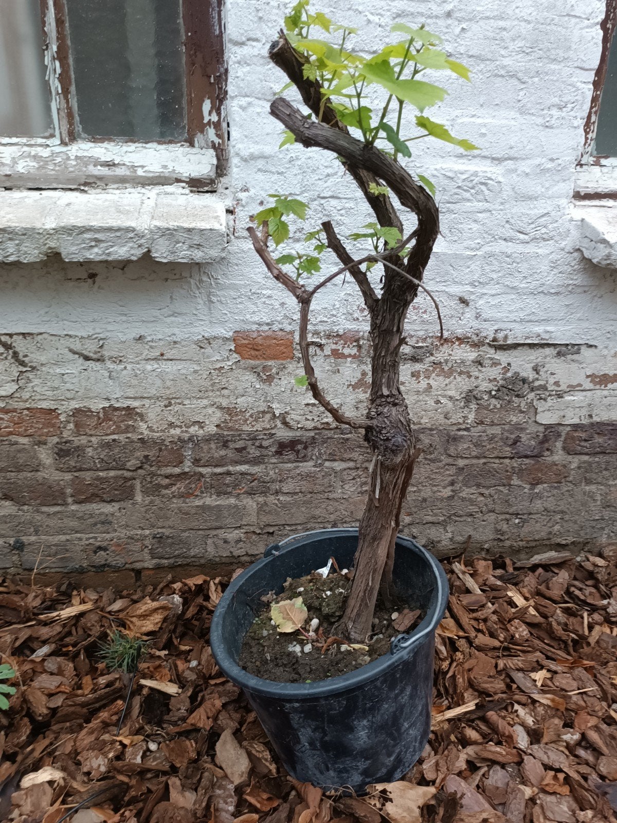 Pitloze druif druivenstruik, Ophalen, Vaste plant, Fruitplanten, Volle zon