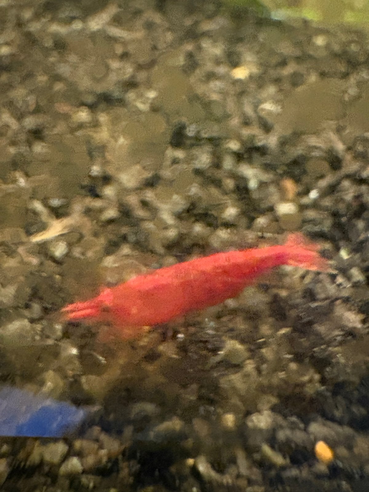 Vuurgarnaal aquarium garnalen, Kreeft, Krab of Garnaal