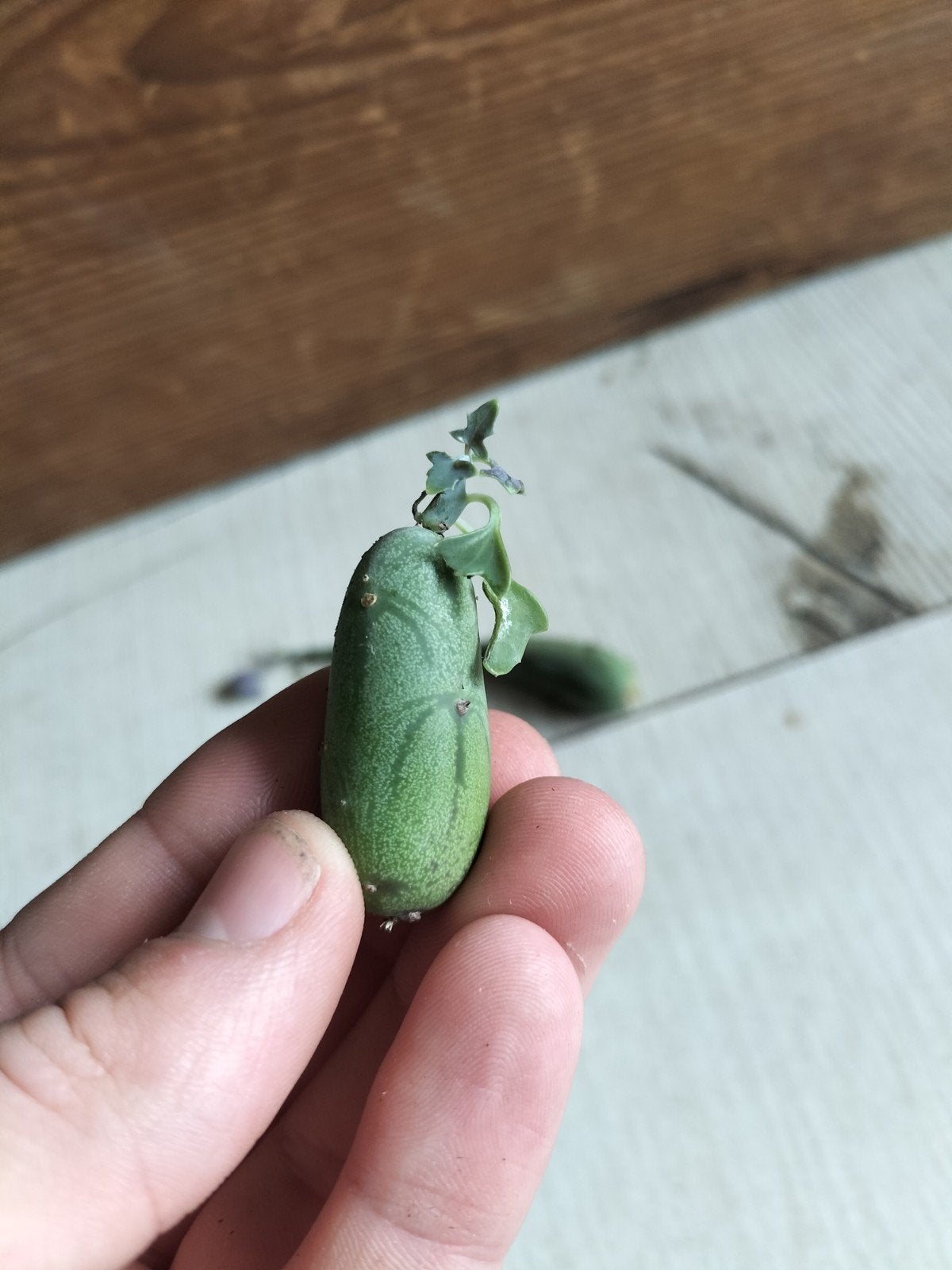 Senecio articulatus stekjes. Vetplant., Tuin en Terras, Ophalen of Verzenden