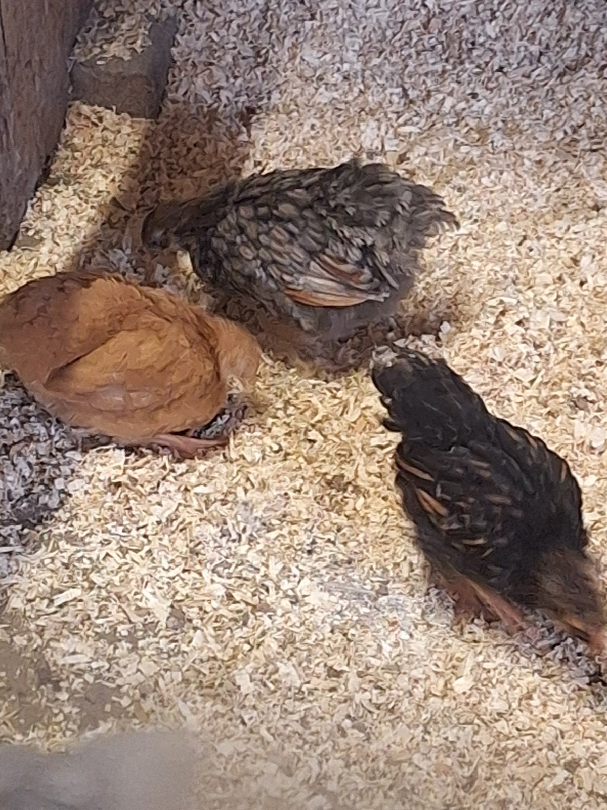 trio wyandotte krielen, Dieren en Toebehoren