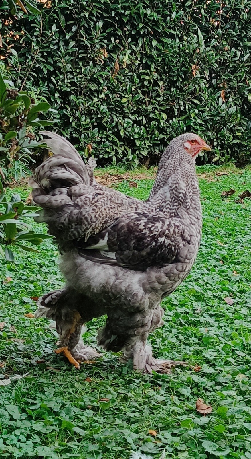 brahma haan, Dieren en Toebehoren, Mannelijk, Kip
