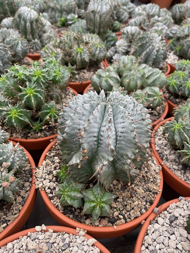 Cactus Euphorbia Horrida var Major van origem Zuid Afrika., Minder dan 100 cm, Bloeiende kamerplant, Halfschaduw, Ophalen of Verzenden