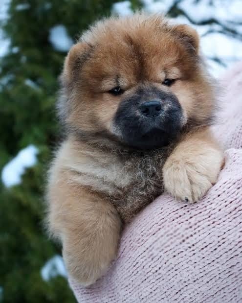Teddy Dog gezocht, 8 tot 15 weken, Geslacht onbekend, Eén hond, Middel