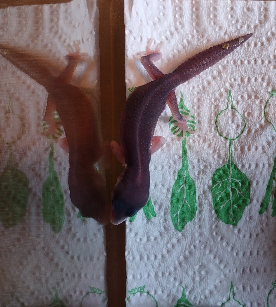 Luipaardgekko - 0.0.1 Leopard Gecko photo 4