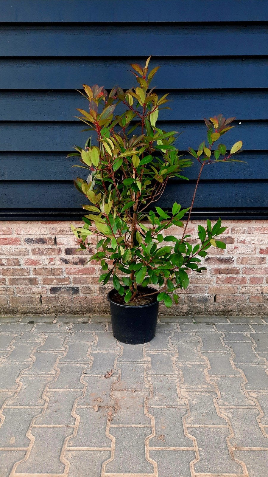 Photinia fraseri ´Red Robin´🌿🍁  haagplant, Tuin en Terras, Planten | Struiken en Hagen, Ophalen, Overige soorten, 100 tot 250 cm