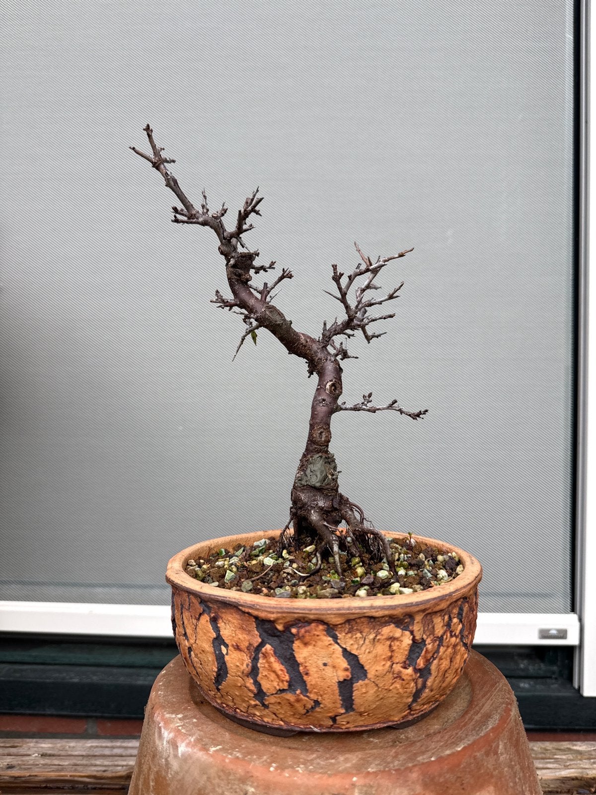 Sleedoorn Bonsai, Bloeit niet, Halfschaduw, Minder dan 100 cm, Overige soorten