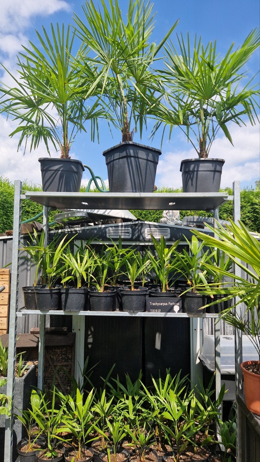 Diverse Mediterrane Planten: Citrussen, Yucca's Palmbomen, Ophalen, Overige soorten, Volle zon