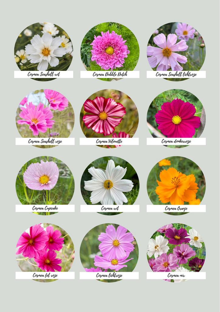 Diverse bio zaden, o.a. cosmea/cosmos, ridderspoor, papaver, Tuin en Terras, Bloembollen en Zaden, Ophalen of Verzenden, Volle zon