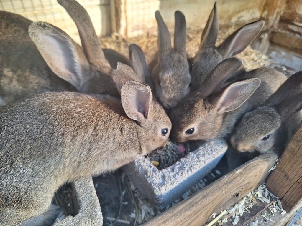 Jonge Steenkonijnen te koop, Dieren en Toebehoren, Konijnen, Meerdere dieren, Middelgroot