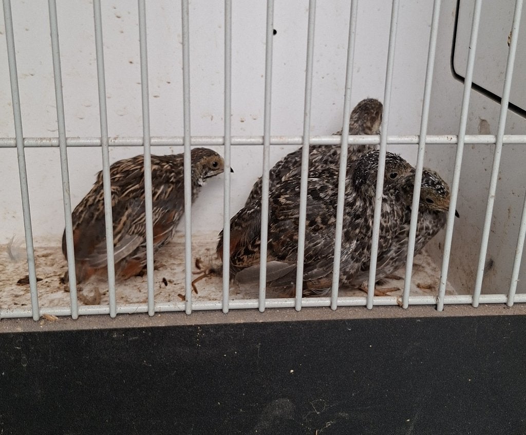 Diverse koppels Chinese dwergkwartels natuurbroed, Dieren en Toebehoren, Vogels | Overige Vogels, Meerdere dieren, Tropenvogel
