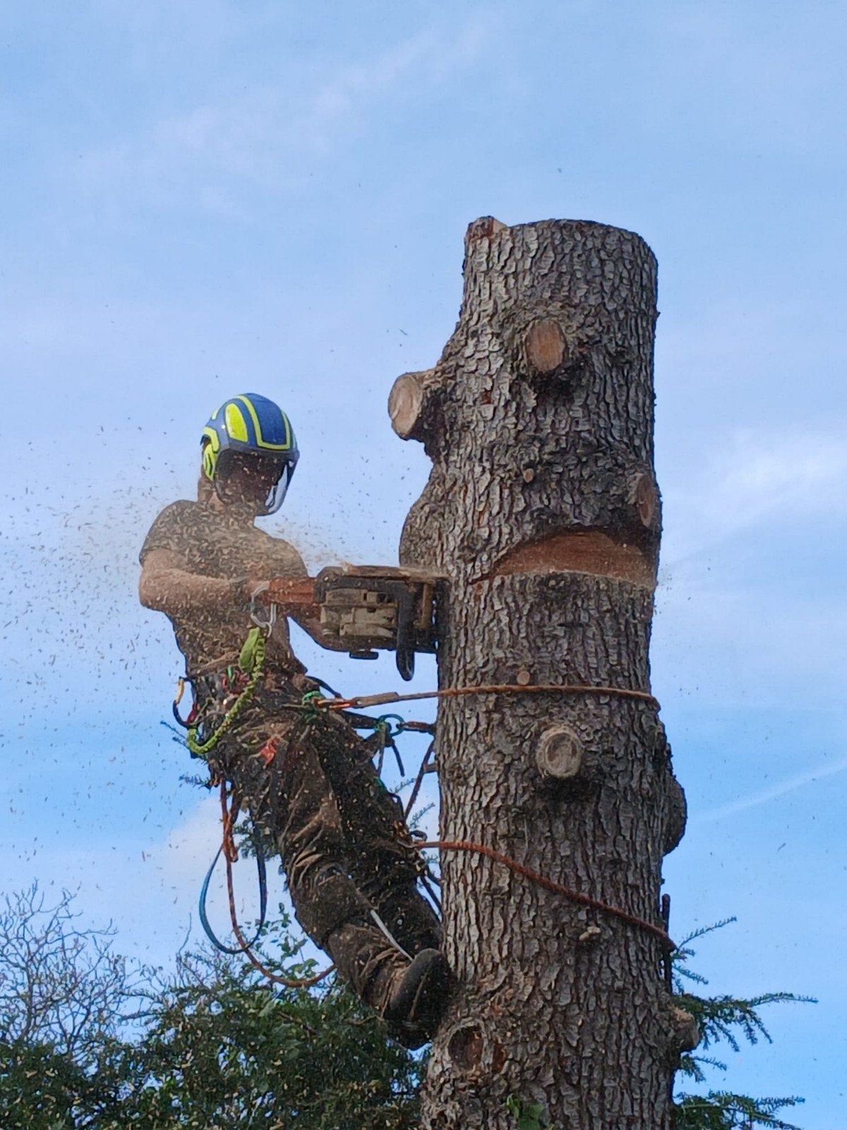 Boomverzorging, klimmen, boom snoeien/verwijderen/PLANTEN!