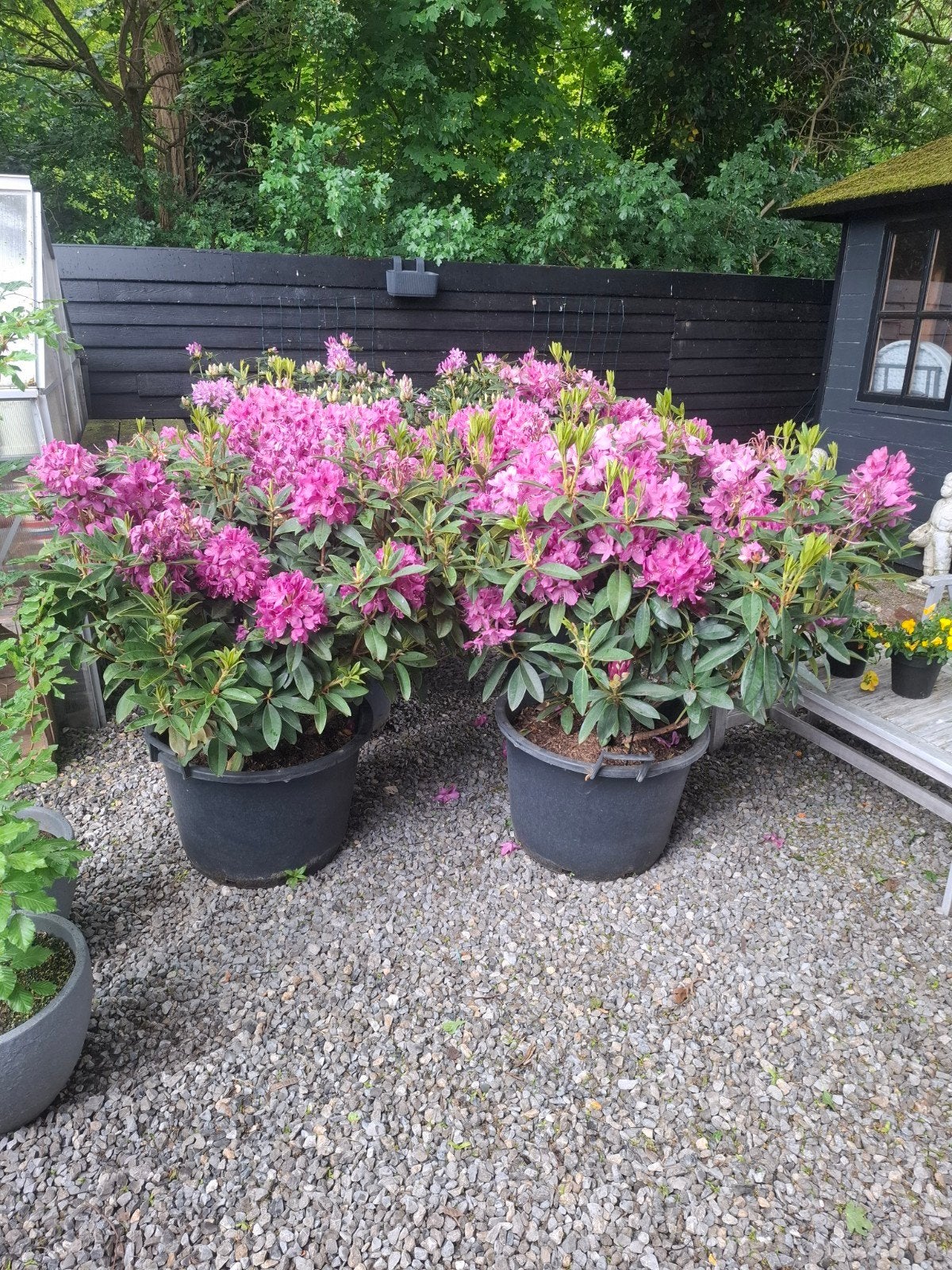 Rhododendron Anah Kruschke, Vaste plant, Halfschaduw, Lente, Ophalen