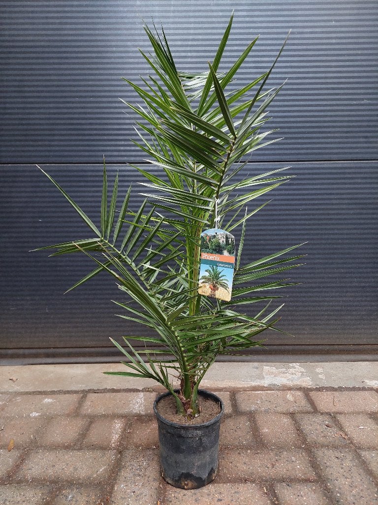 Phoenix Canariensis - Canarische Dadelpalm H: 95 cm., Bloeit niet, Minder dan 100 cm, Palmboom, Ophalen