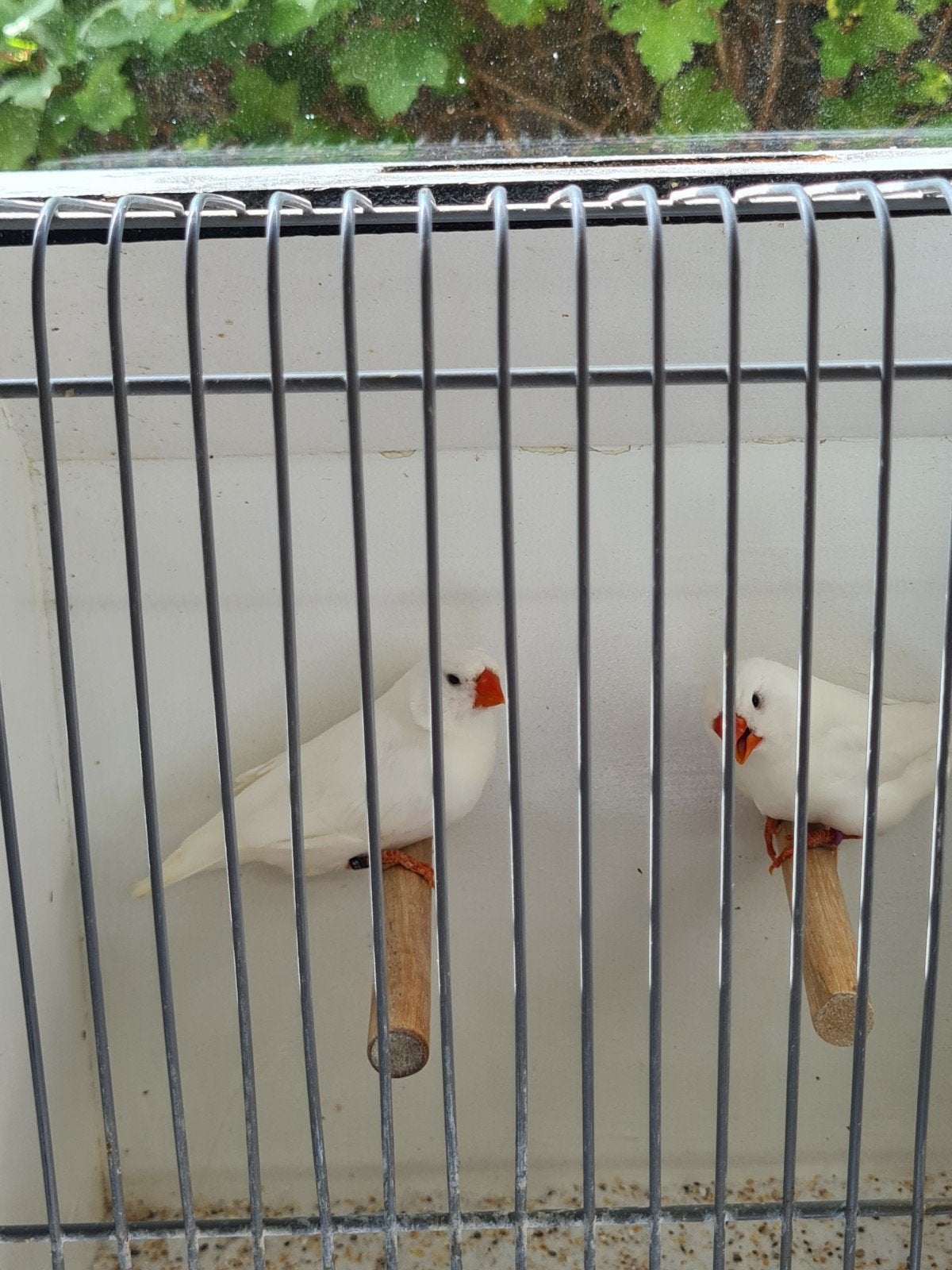 Witte zebravinken, Dieren en Toebehoren, Vogels | Overige Vogels, Meerdere dieren, Tropenvogel, Geringd