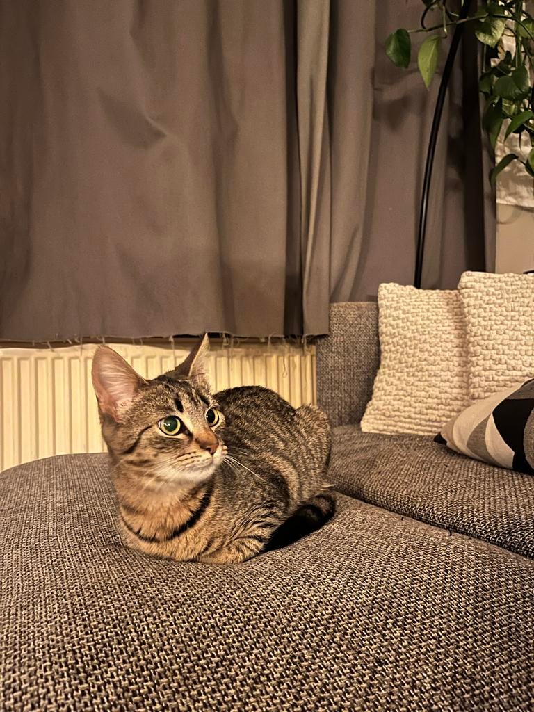 Hele lieve aanhankelijke poes, Dieren en Toebehoren, Katten en Kittens | Overige Katten, Poes