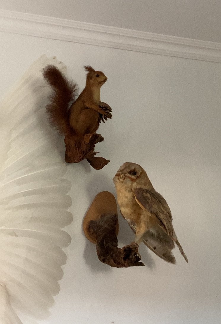 Opgezette dieren - Eekhoorn en kerkuil, Verzamelen, Ophalen, Zo goed als nieuw, Wild dier, Opgezet dier