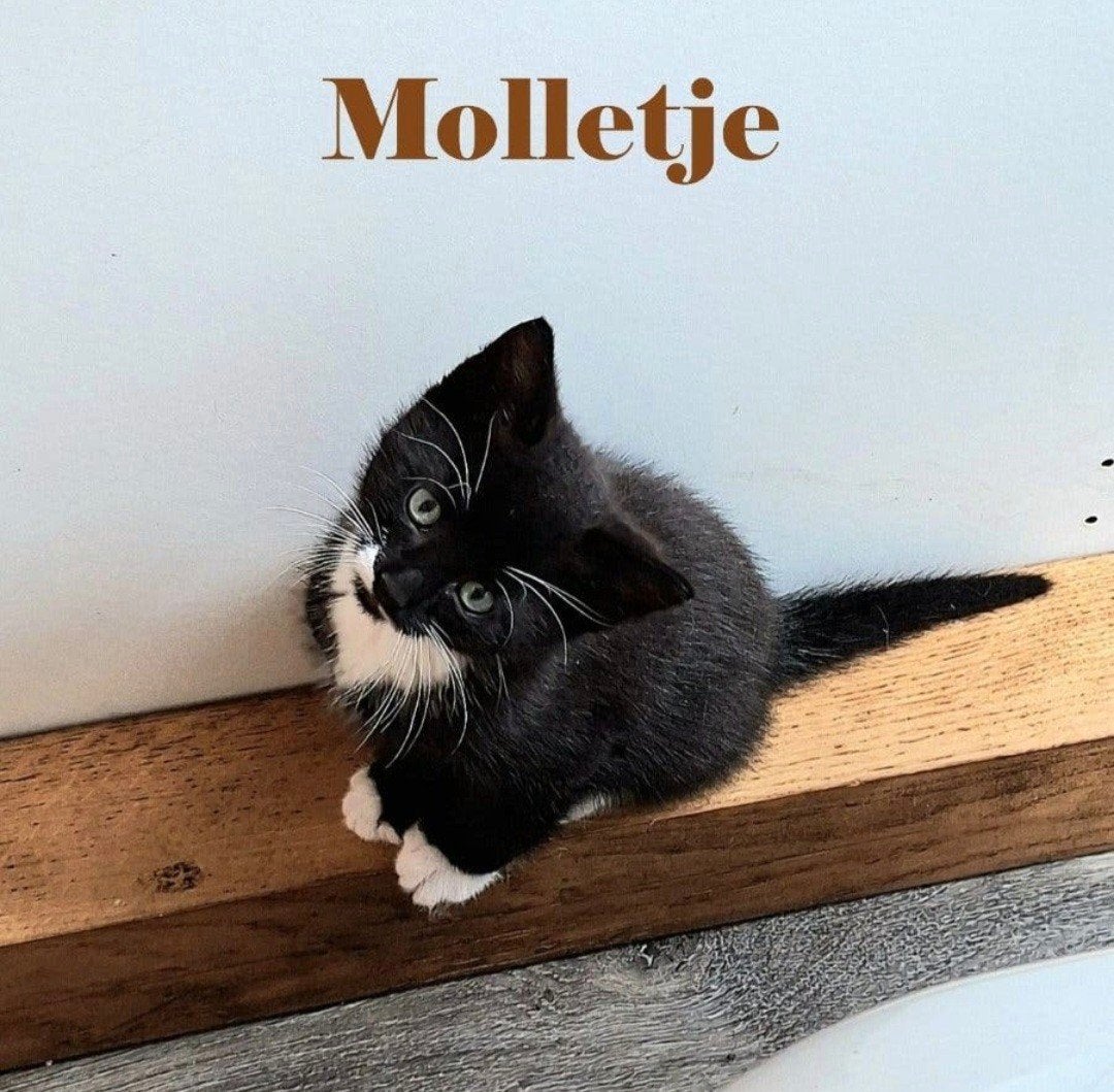 kittens zwart-wit en grijs wit, Dieren en Toebehoren, Katten en Kittens | Overige Katten, Meerdere dieren