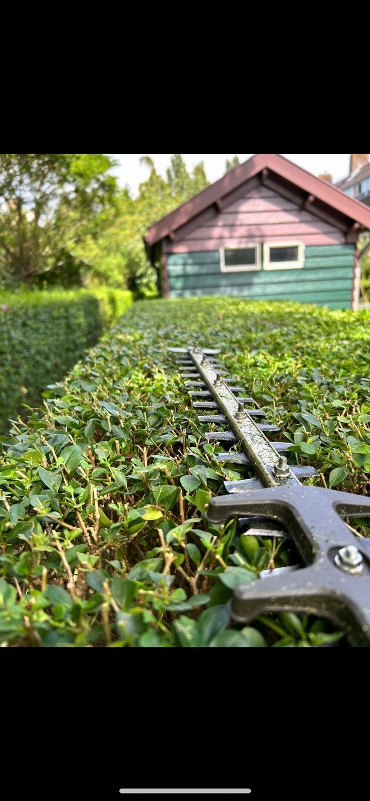 Tuinonderhoud | Snoeien, maaien & tuin netjes maken, Ophalen of Verzenden, Overige soorten, Haag