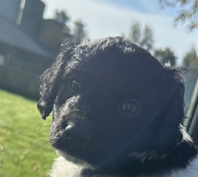 Stabij pups, 8 tot 15 weken, Meerdere, Nederland, Particulier