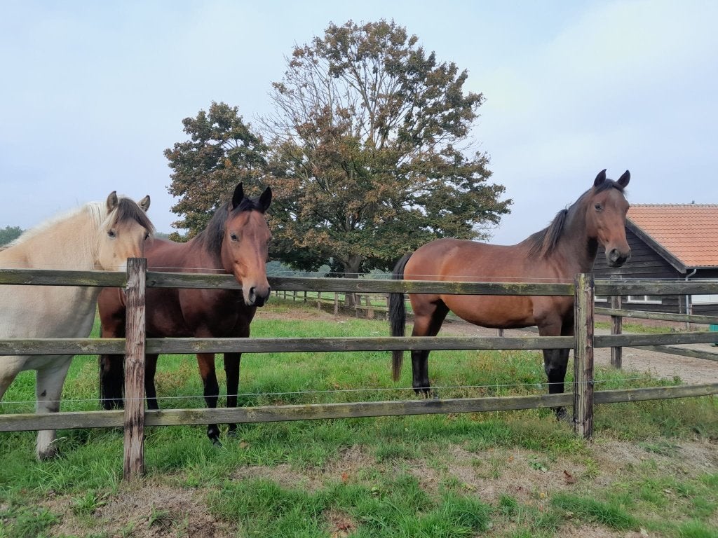 24/7 buiten groepshuisvesting beschikbaar voor merrie, Weidegang, 1 paard of pony