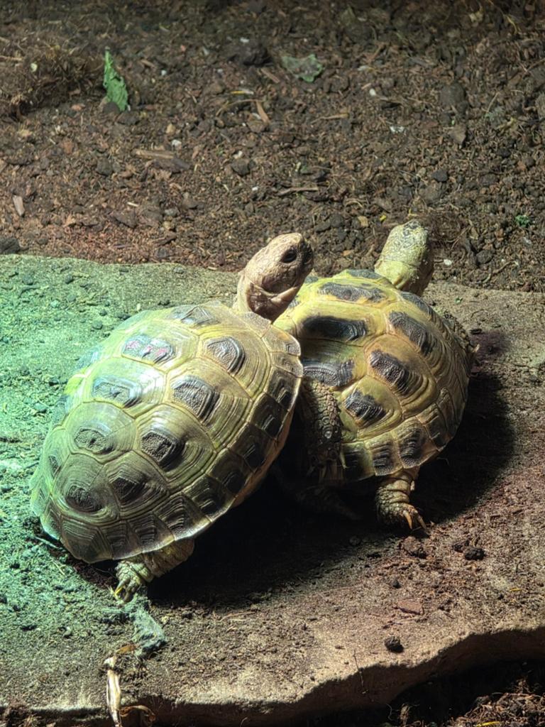 Testudo Horsfieldii Land Schildpadden Tortoise - unknown for sale from Timo