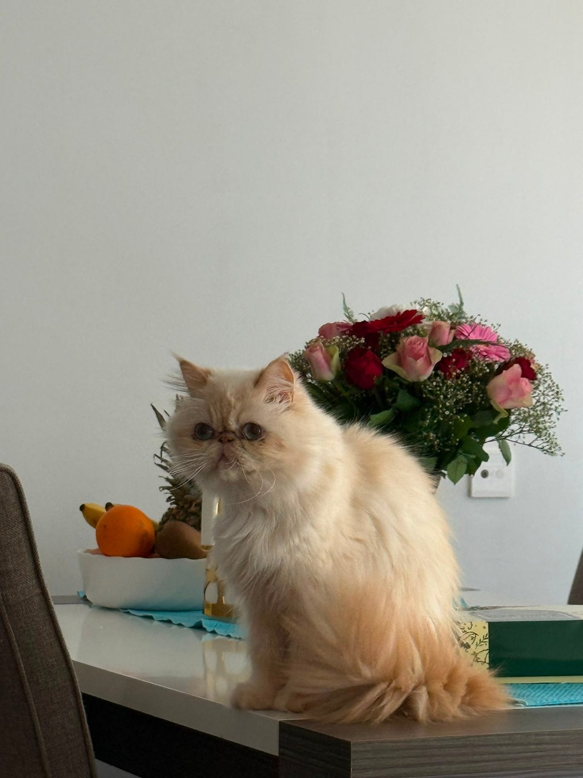 Perzische poes, Meerdere dieren, 3 tot 5 jaar