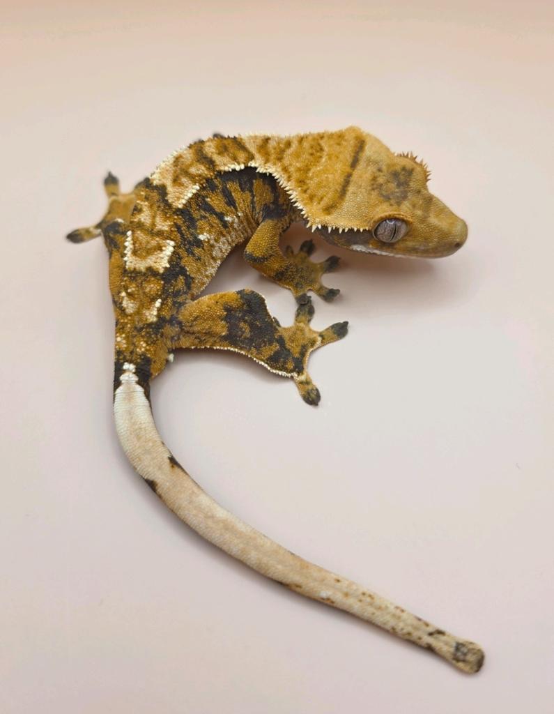 Wimpergekko nk25 Crested Gecko - male for sale from millim