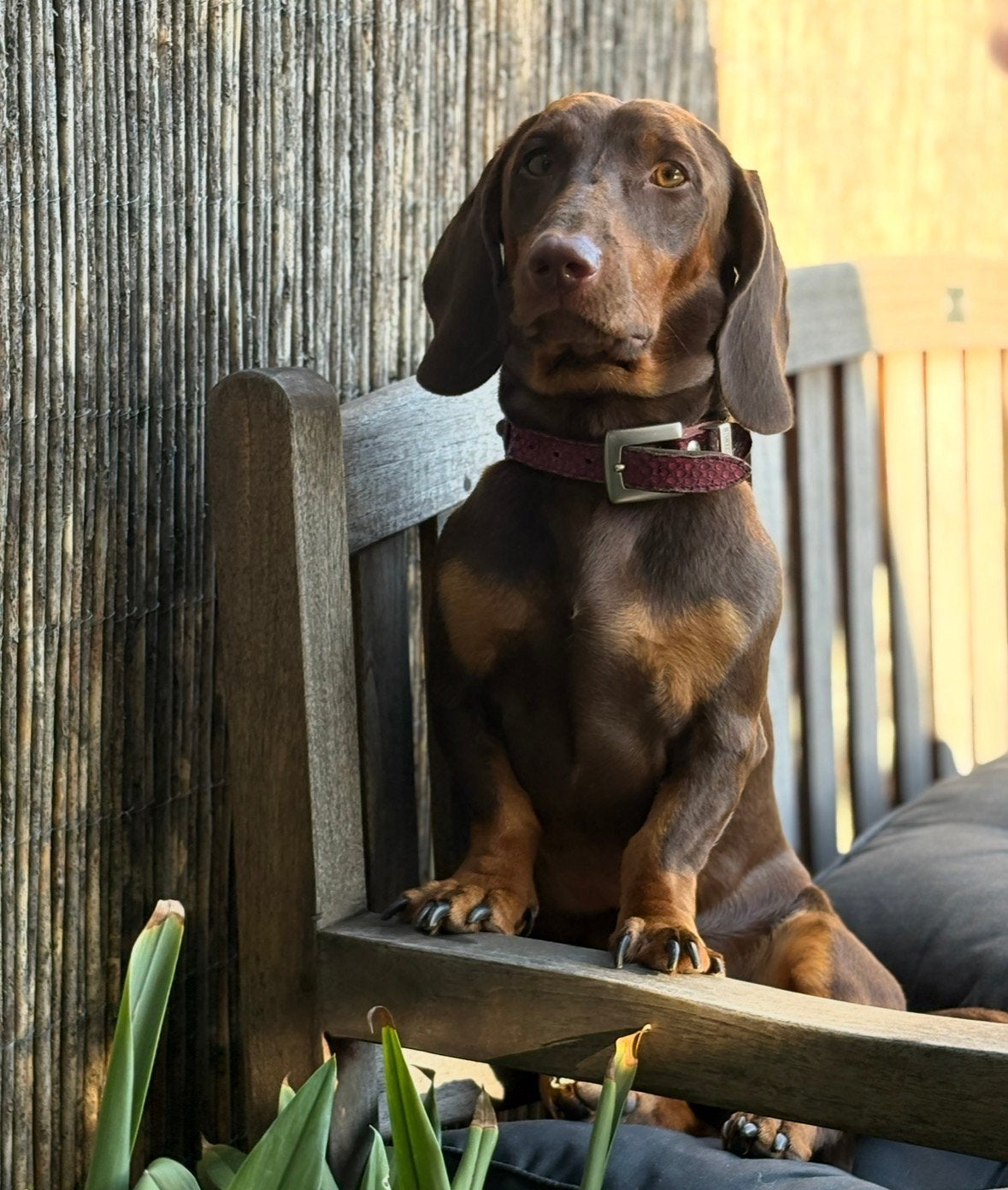 Liefdevol thuis gezocht voor Max – lieve teckel ️, Standaard, Reu, Korthaar, Eén hond