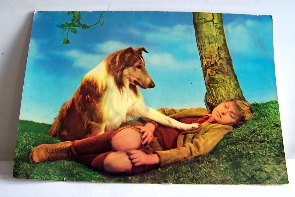 Prachtige vintage originele foto tv-serie Lassie. 21x15cm., Ophalen of Verzenden, Zo goed als nieuw, Tv, Foto of Kaart