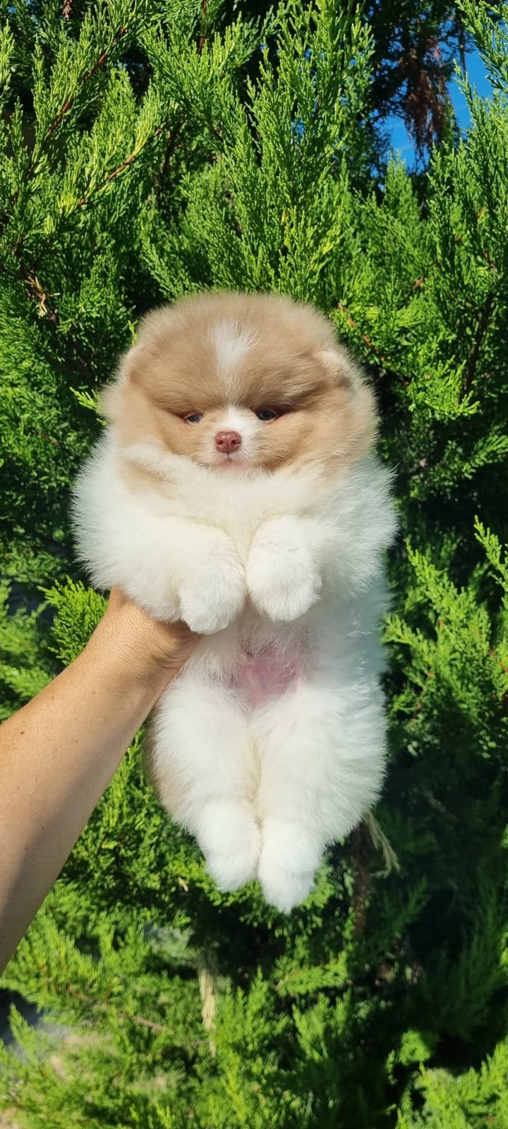 🌺Pomeranian🌺, België, Particulier, Overige rassen, 8 tot 15 weken