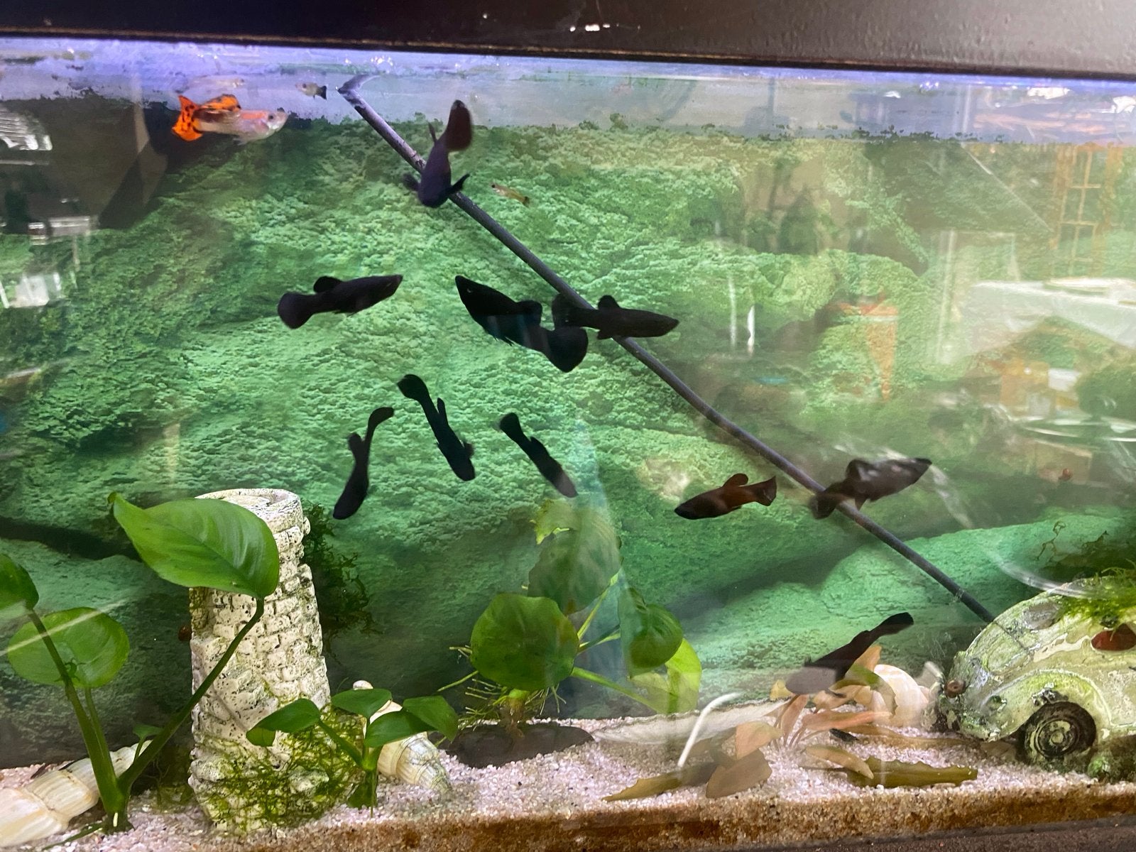 5 Black  molly,s  ook ruilen voor plantjes, Dieren en Toebehoren, Vissen | Aquariumvissen, Vis, Zoetwatervis, Schoolvis