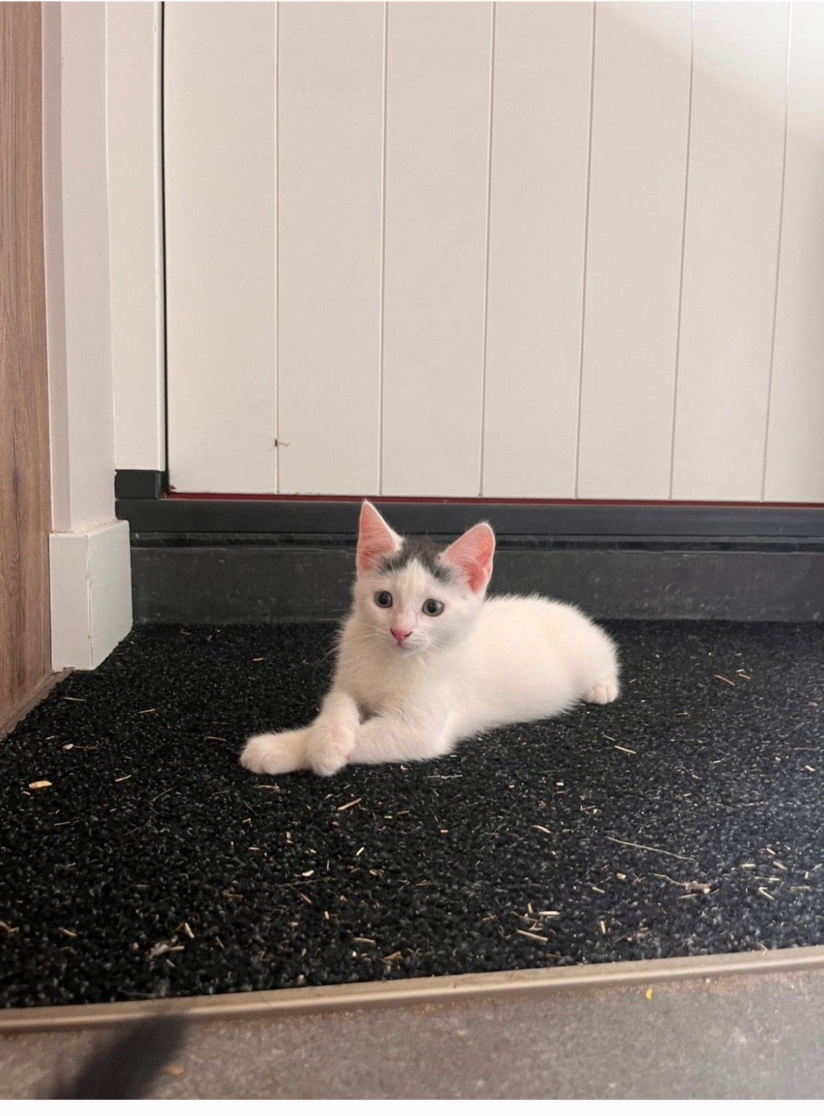 Kitten moet snelweg ophallen cyper